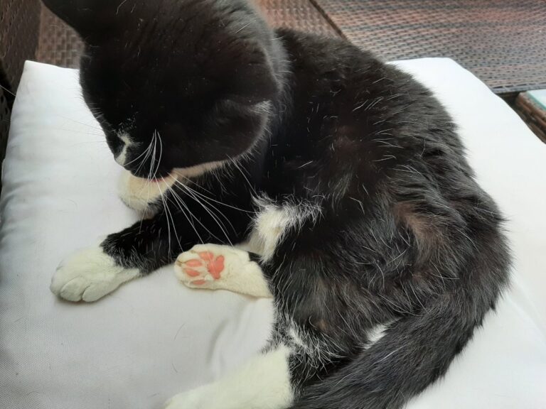Wir denken an dich , deine Katzenbabde