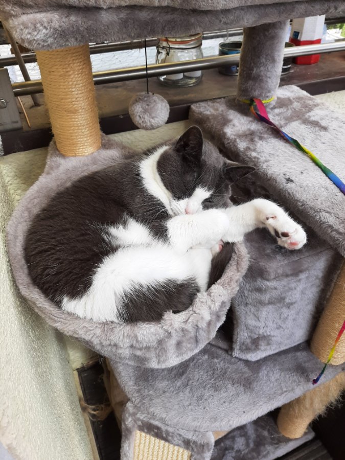 Wir denken an dich , deine Katzenbabde