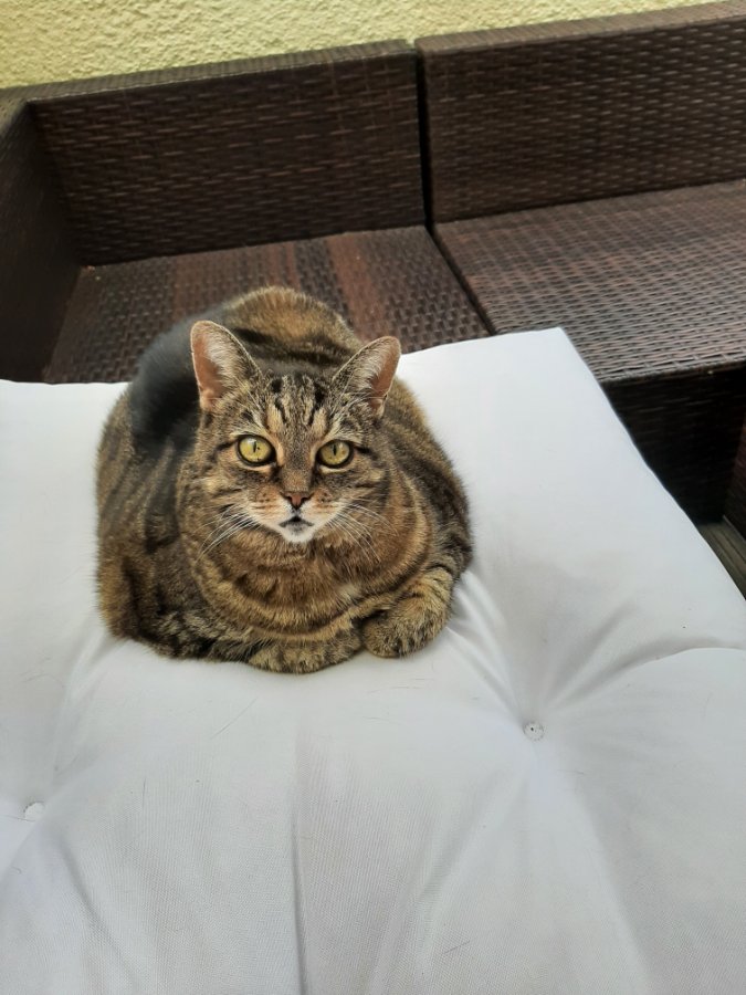 Wir denken an dich , deine Katzenbabde