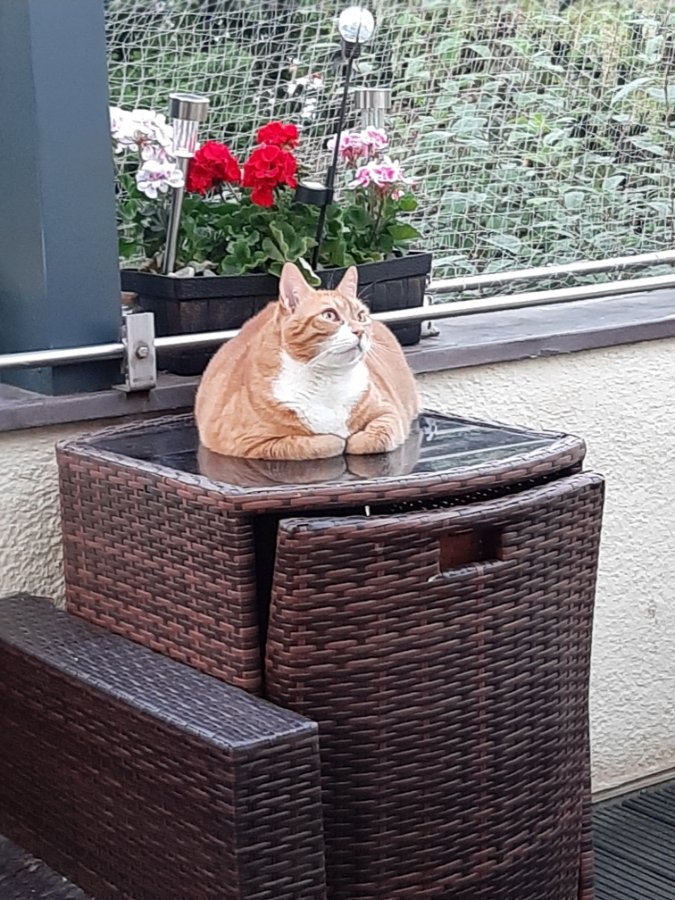 Wir denken an dich , deine Katzenbabde