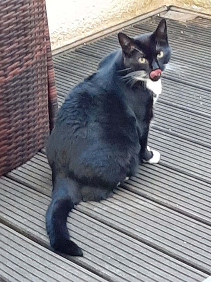 Wir denken an dich , deine Katzenbabde