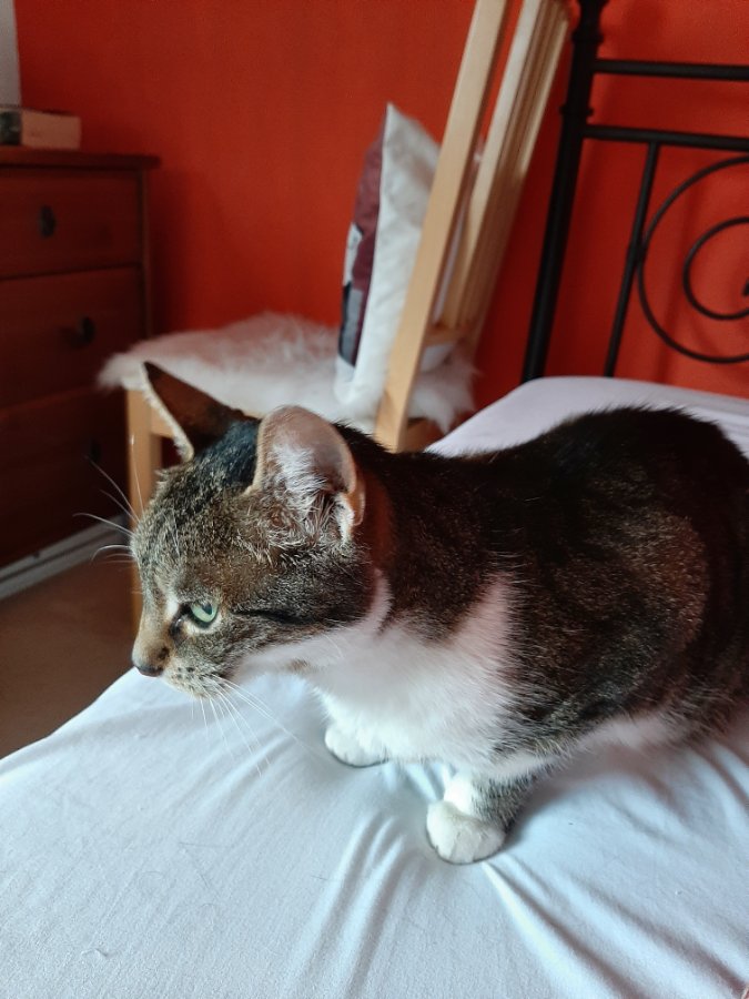 Wir denken an dich , deine Katzenbabde